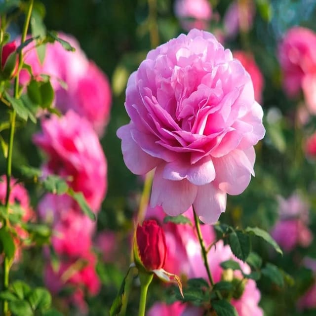 Pink Rose Fragrant Flower Plant (1-2 Feet Height) - Tapobon