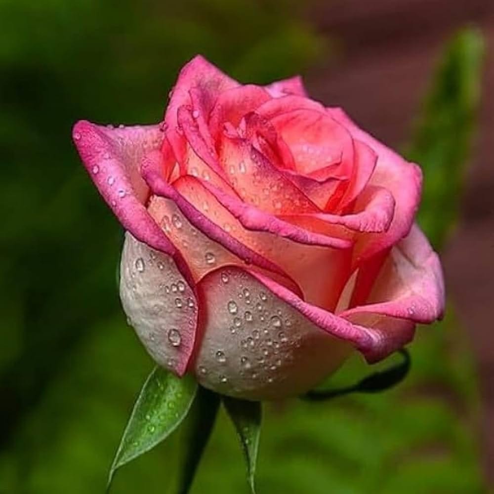 Salmon Pink Rose Fragrant Flower Plant (1-2 Feet Height) - Tapobon