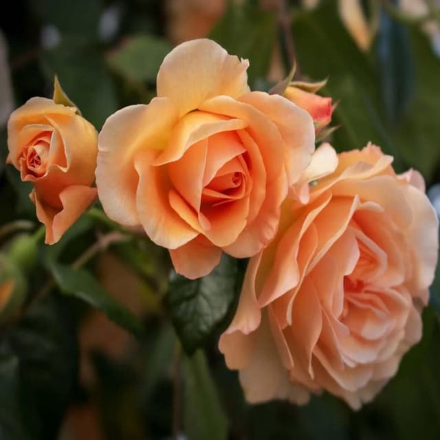 Soft Peach Rose Fragrant Flower Plant (1-2 Feet Height) - Tapobon