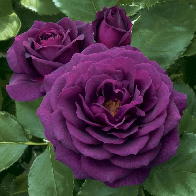 Violet Rose Fragrant Flower Plant (1-2 Feet Height) - Tapobon