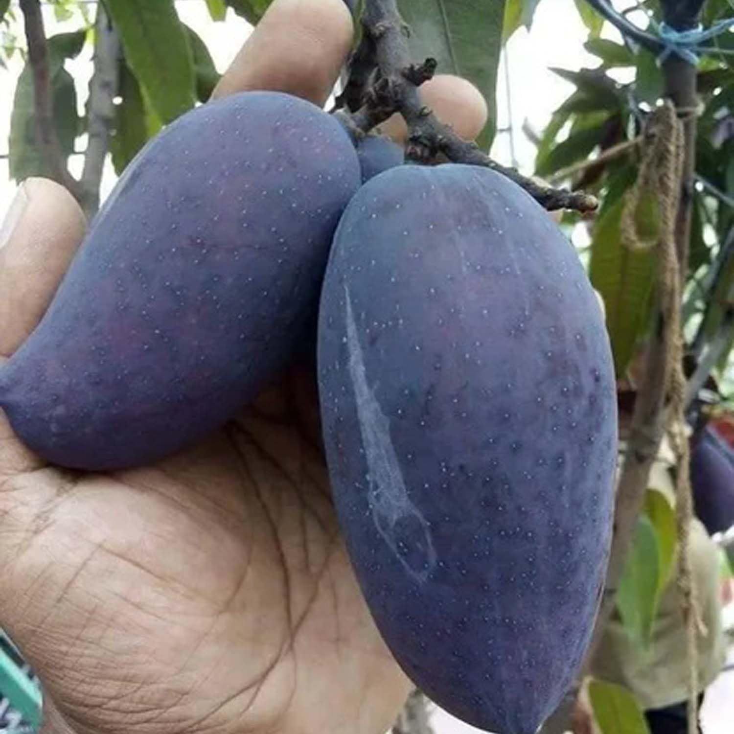 Mango Kasturi Variety Grafted Aam Fruit Plants & Tree(1.5-3 Feet Size) - Tapobon