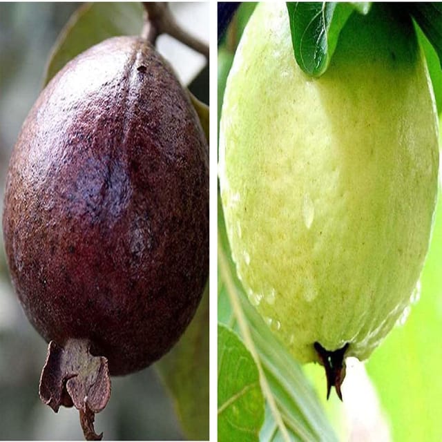 Combo Guava Red Malaysian & Allahabad Safeda Amrood Variety Fruit (Air Layering/Grafted) Plants & Tree(1.5-3 Feet Size) (Pack of 2) - Tapobon