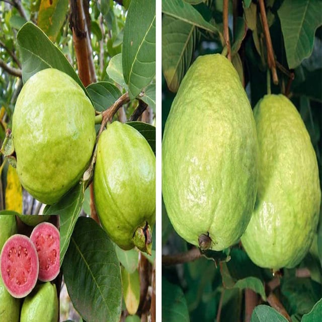 Combo Guava Pink Lalit Lalitha & Sardar L-49 Lucknow-49 Amrood Variety Fruit (Air Layering/Grafted) Plants & Tree(1.5-3 Feet Size) (Pack of 2) - Tapobon