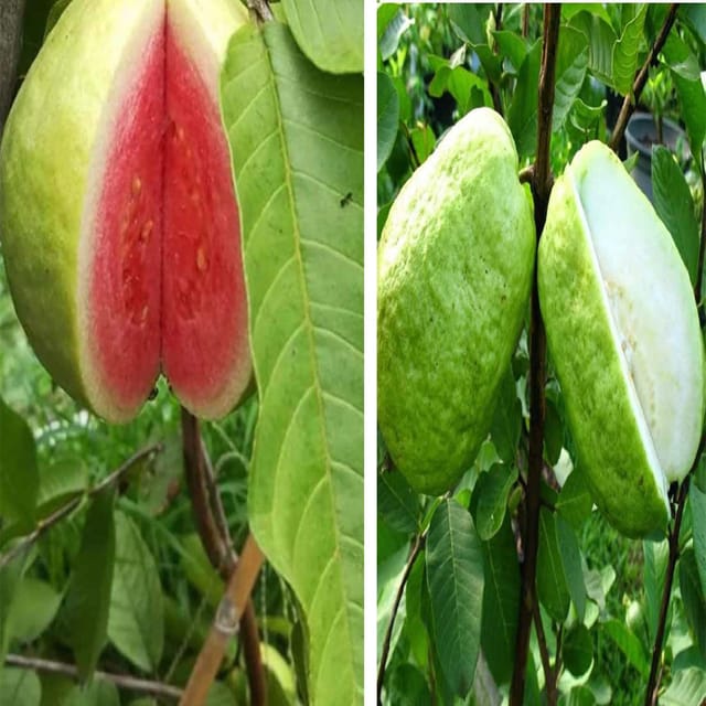 Combo Guava Thailand Thai Red Flesh and Thai 7 Amrood Variety Fruit (Air Layering/Grafted) Plants & Tree(1.5-3 Feet Size) (Pack of 2) - Tapobon