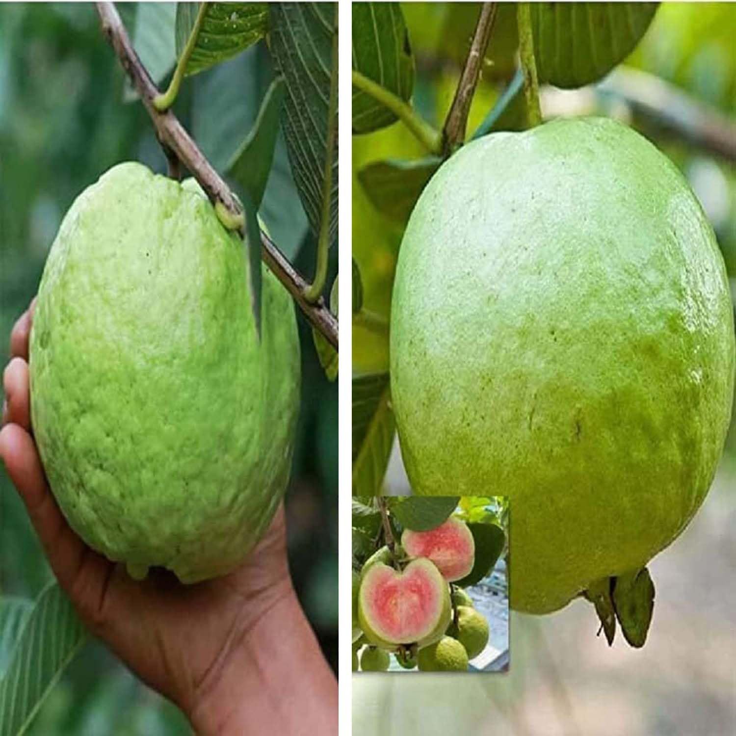 Combo Guava KG Big Size & Madhuri Amrood Variety (Air Layering/Grafted) Plants & Tree(1.5-3 Feet Size) (Pack of 2) - Tapobon