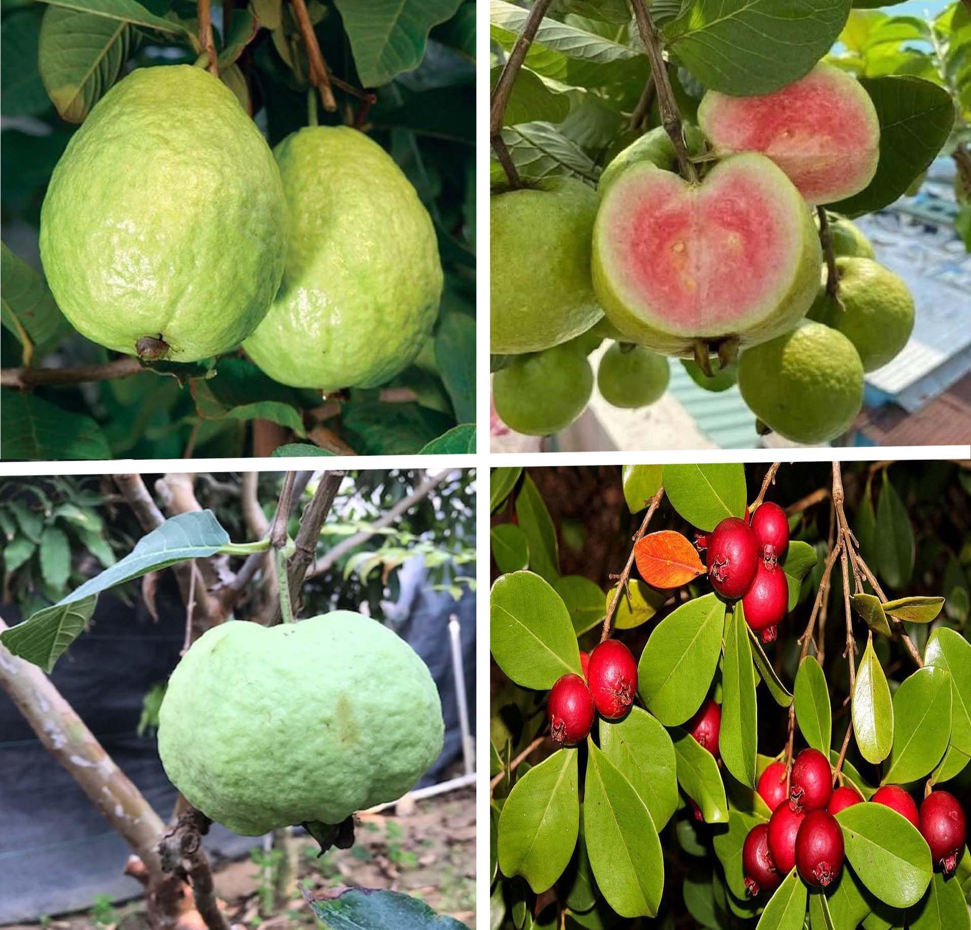 Combo Guava Sardar L-49, Madhuri, Seedless & Red Strawberry Amrood Variety Fruit (Air Layering/Grafted) Plants & Tree(1.5-3 Feet Size) (Pack of 4) - Tapobon