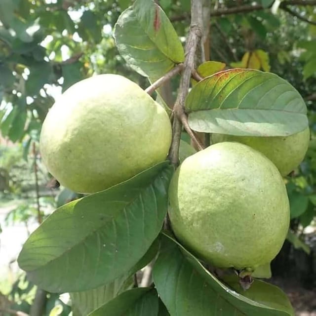 Guava Allahabad Safeda Amrood Variety Fruit (Air Layering/Grafted) Plants & Tree(1.5-3 Feet Size) - Tapobon