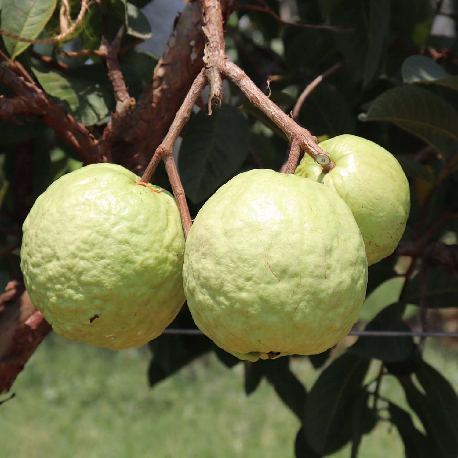 Guava VNR Bihi Amrood Variety Fruit (Air Layering/Grafted) Plants & Tree(1.5-3 Feet Size) - Tapobon