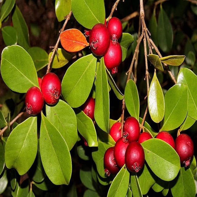 Guava Red Strawberry Amrood Variety Fruit (Air Layering/Grafted) Plants & Tree(1.5-3 Feet Size) - Tapobon