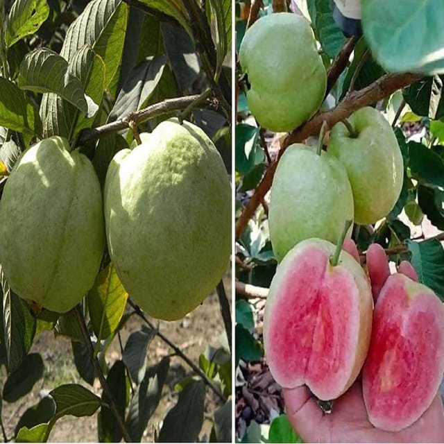 Combo Guava VNR Bihi & Taiwan Pink Amrood Variety Fruit (Air Layering/Grafted) Plants & Tree(1.5-3 Feet Size) (Pack of 2) - Tapobon