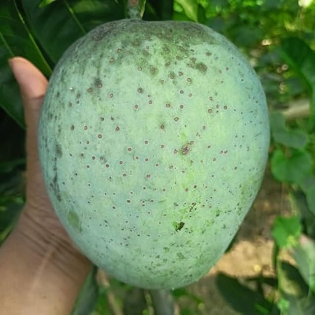 Mango 4KG Variety Grafted Aam Fruit Plants & Tree(1.5-3 Feet Size) - Tapobon