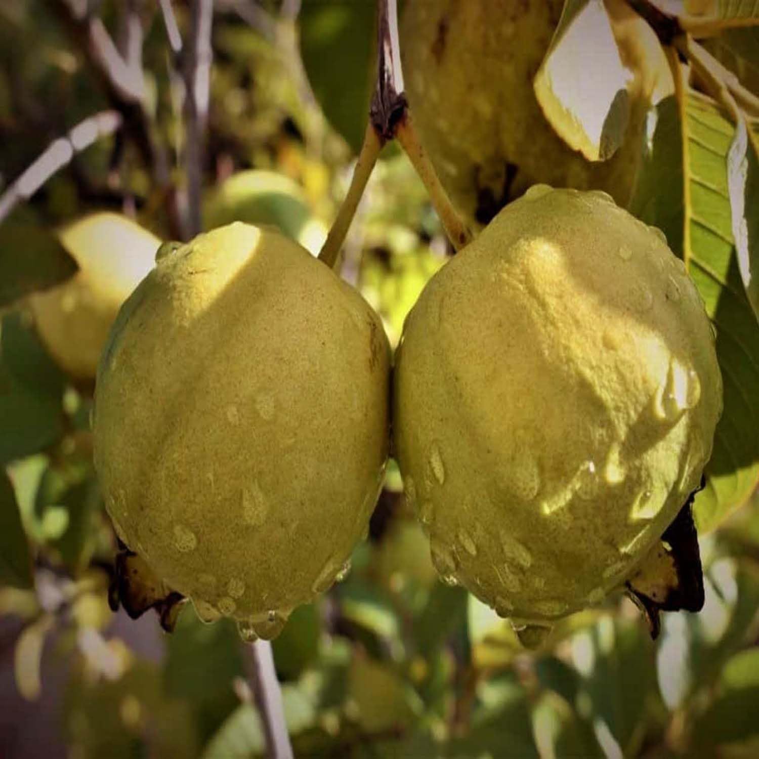 Guava Thai Golden 8 Amrood Variety Fruit (Air Layering/Grafted) Plants & Tree(1.5-3 Feet Size) - Tapobon