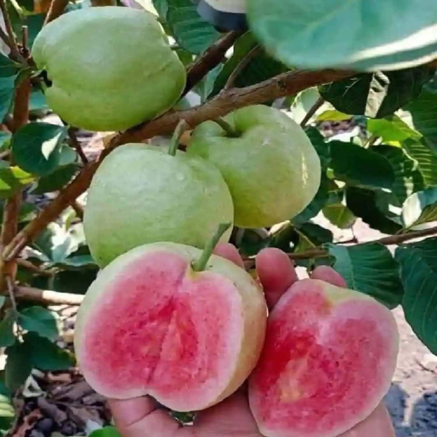 Guava Taiwan Pink Amrood Variety Fruit (Air Layering/Grafted) Plants & Tree(1.5-3 Feet Size) - Tapobon