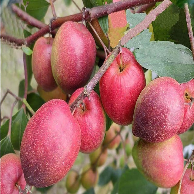 Jujube Miss India Apple Ber Kul Variety variety Grafted Fruit Plants & Tree(1-2 Feet Size) - Tapobon