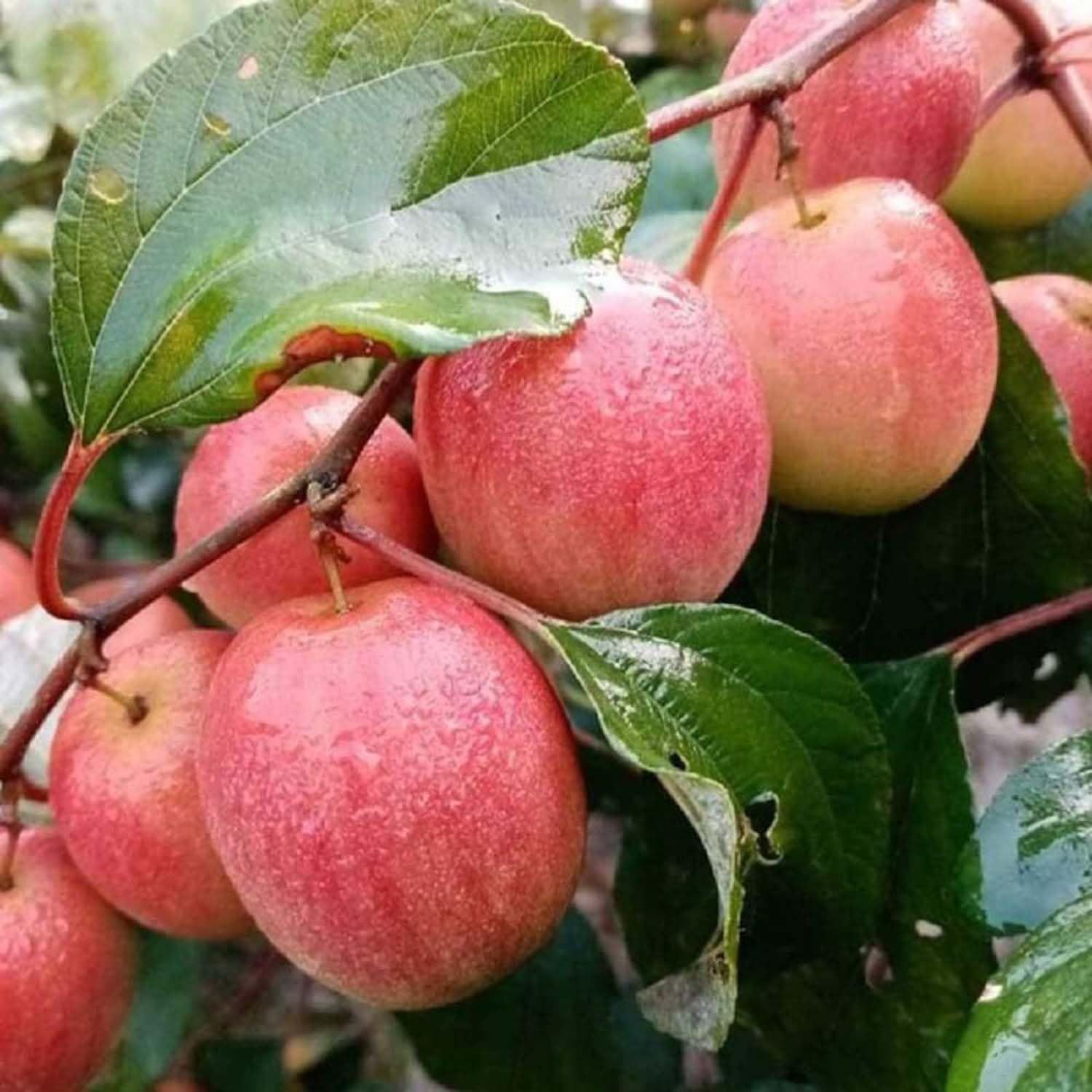 Jujube Nurani Sundari Apple Ber Kul Variety variety Grafted Fruit Plants & Tree(1-2 Feet Size) - Tapobon