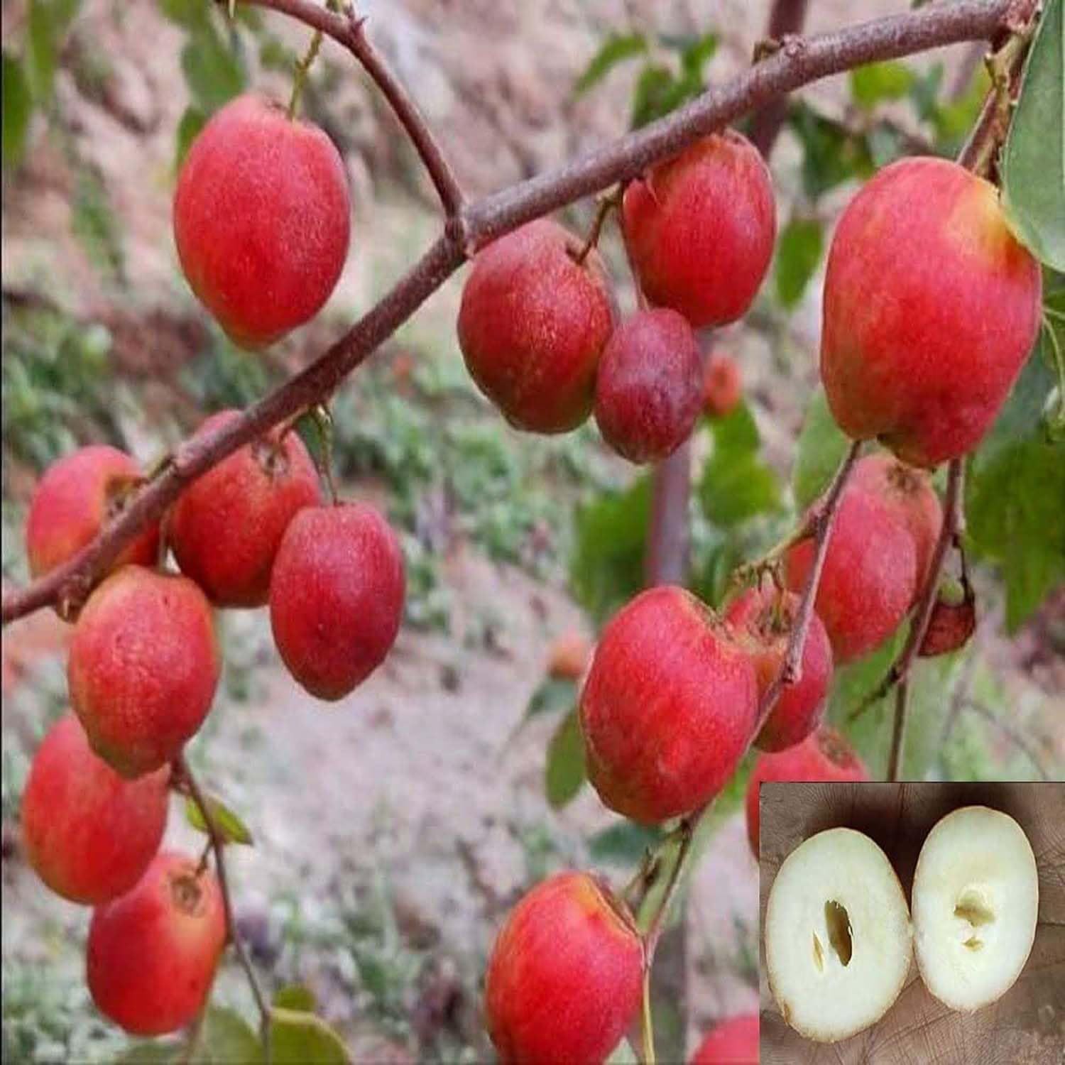 Jujube Seedless Apple Ber Kul Variety variety Grafted Fruit Plants & Tree(1-2 Feet Size) - Tapobon