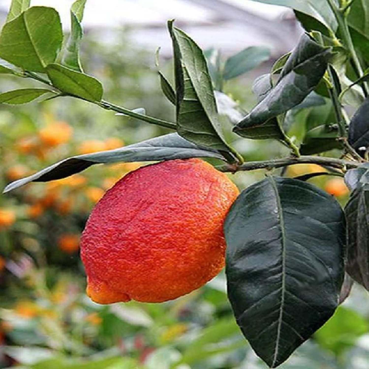 Nimbu Red Lemon Variety Fruit (Grafted) Plants & Tree(1-2 Feet Size) - Tapobon