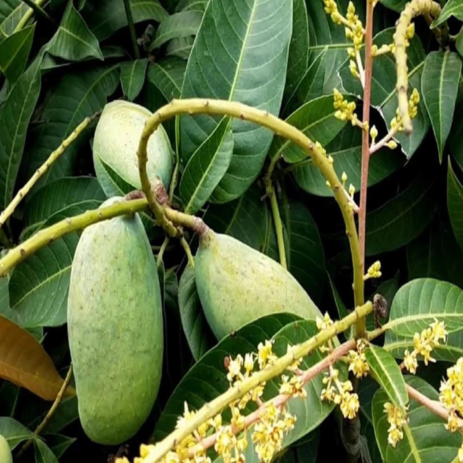 Mango Thai All time Baramasi Variety Grafted Aam Fruit Plants & Tree(1.5-3 Feet Size) - Tapobon