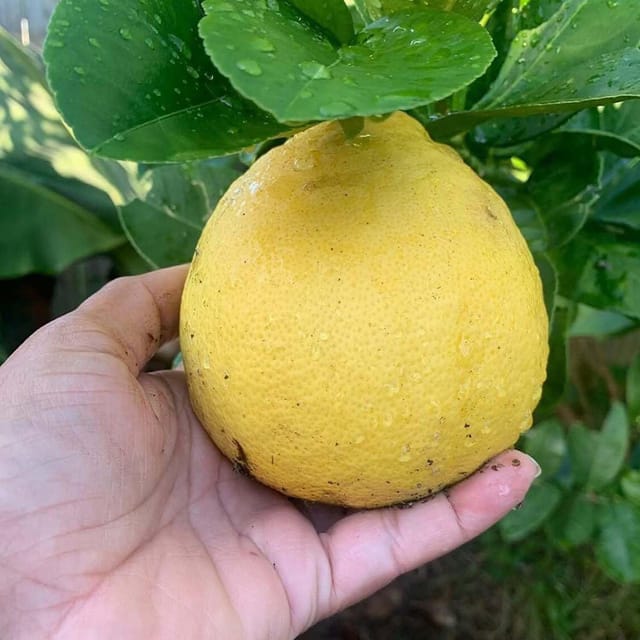 Nimbu Big Size ball Pati Lemon Variety Fruit (Air Layering/Grafted) Plants & Tree(1-2 Feet Size) - Tapobon