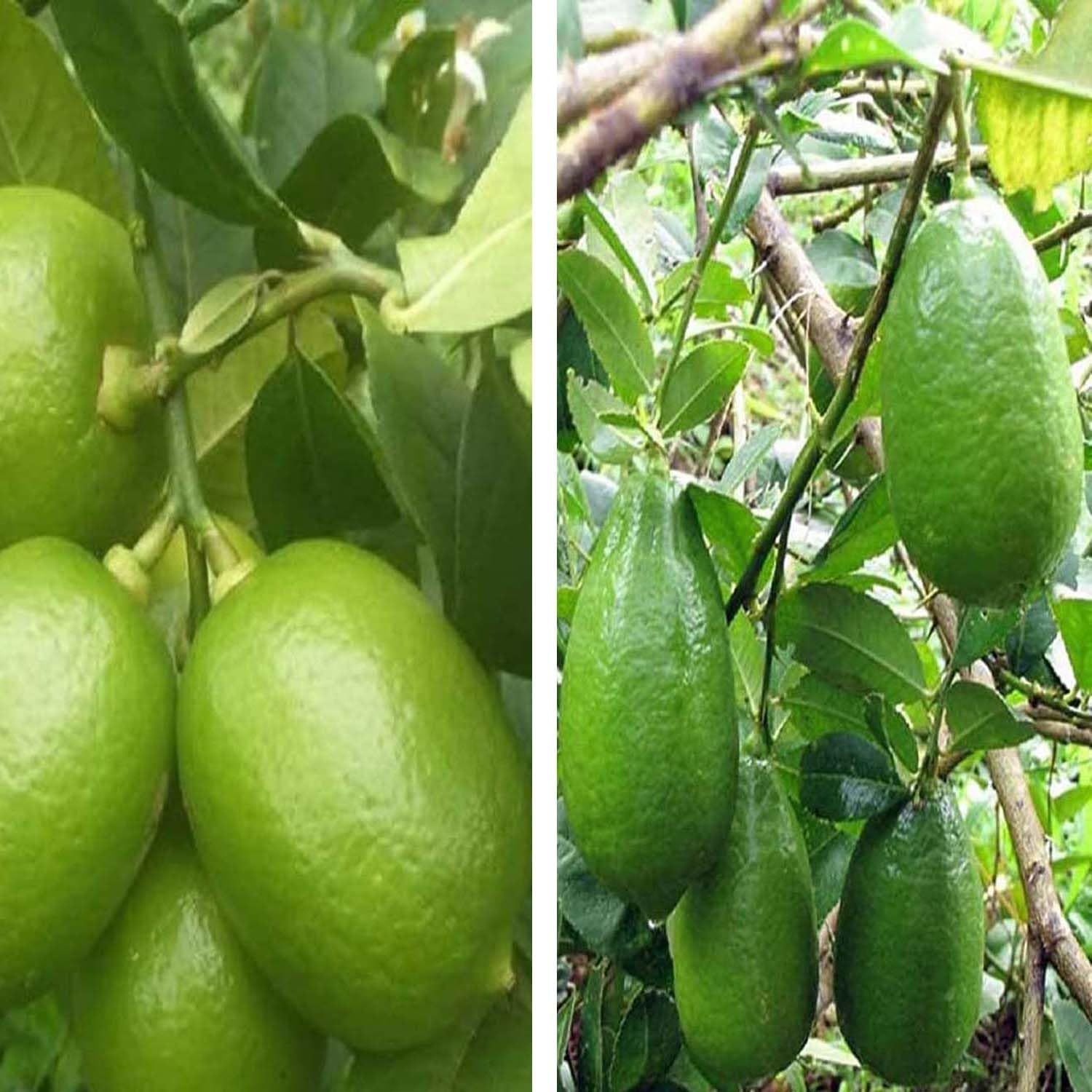 Combo Nimbu China 3 Seedless Lemon & Gandharaj Lemon Variety Fruit (Air Layering/Grafted) Plants & Tree(1-2 Feet Size) (Pack of 2) - Tapobon