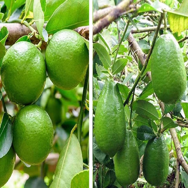 Combo Nimbu Thai Patti Lemon & Gandharaj Lemon Variety Fruit (Air Layering/Grafted) Plants & Tree(1-2 Feet Size) (Pack of 2) - Tapobon