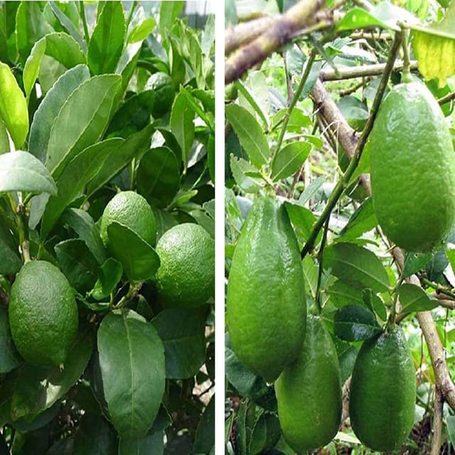 Combo Nimbu Calcutta Pati Lemon and Gandharaj Lemon Variety Fruit (Air Layering/Grafted) Plants & Tree(1-2 Feet Size)(Pack of 2) - Tapobon