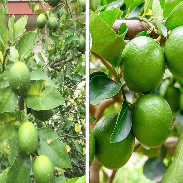 Combo Nimbu Kagzi Lemon & Thai Patti Lemon Variety Fruit (Air Layering/Grafted) Plants & Tree(1-2 Feet Size) (Pack of 2) - Tapobon