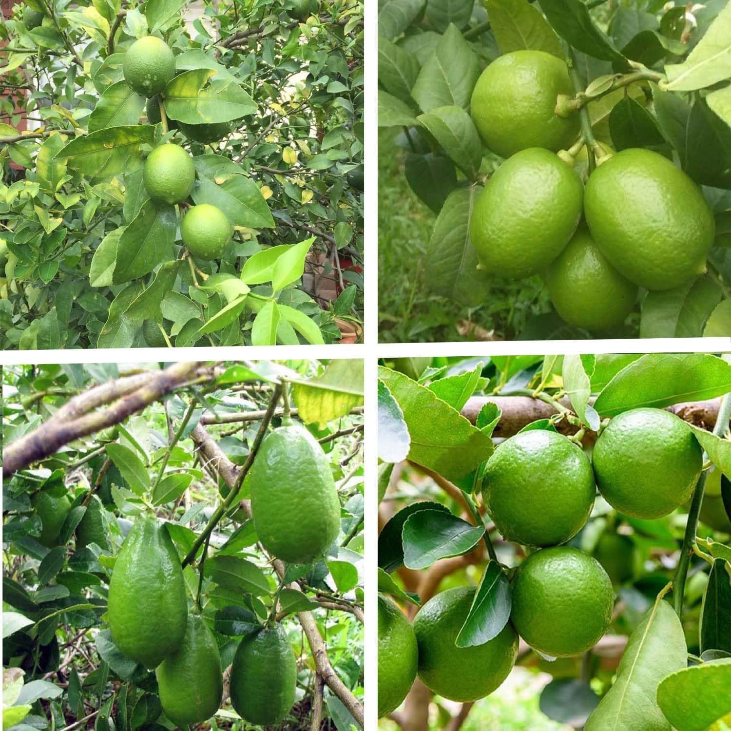 Combo Nimbu Kagzi, Thai Patti, Gandharaj & China 3 Seedless Lemon Variety Fruit (Air Layering/Grafted) Plants & Tree(1-2 Feet Size) (Pack of 4) - Tapobon