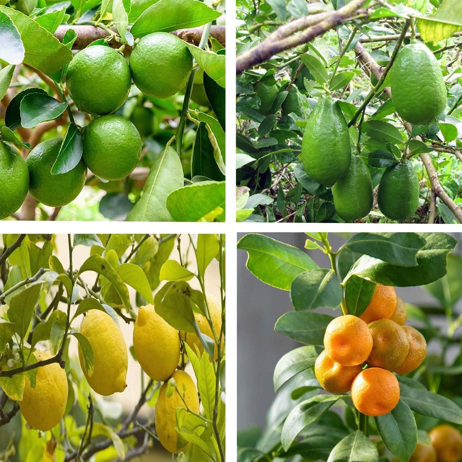 Combo Nimbu Thai Patti, Gandharaj, Seedless & Cot Sour Lemon Variety Fruit (Air Layering/Grafted) Plants & Tree(1-2 Feet Size) (Pack of 4) - Tapobon