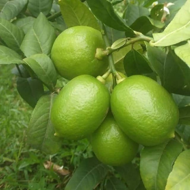 Nimbu China 3 Seedless Lemon Variety Fruit (Air Layering/Grafted) Plants & Tree(1-2 Feet Size) - Tapobon