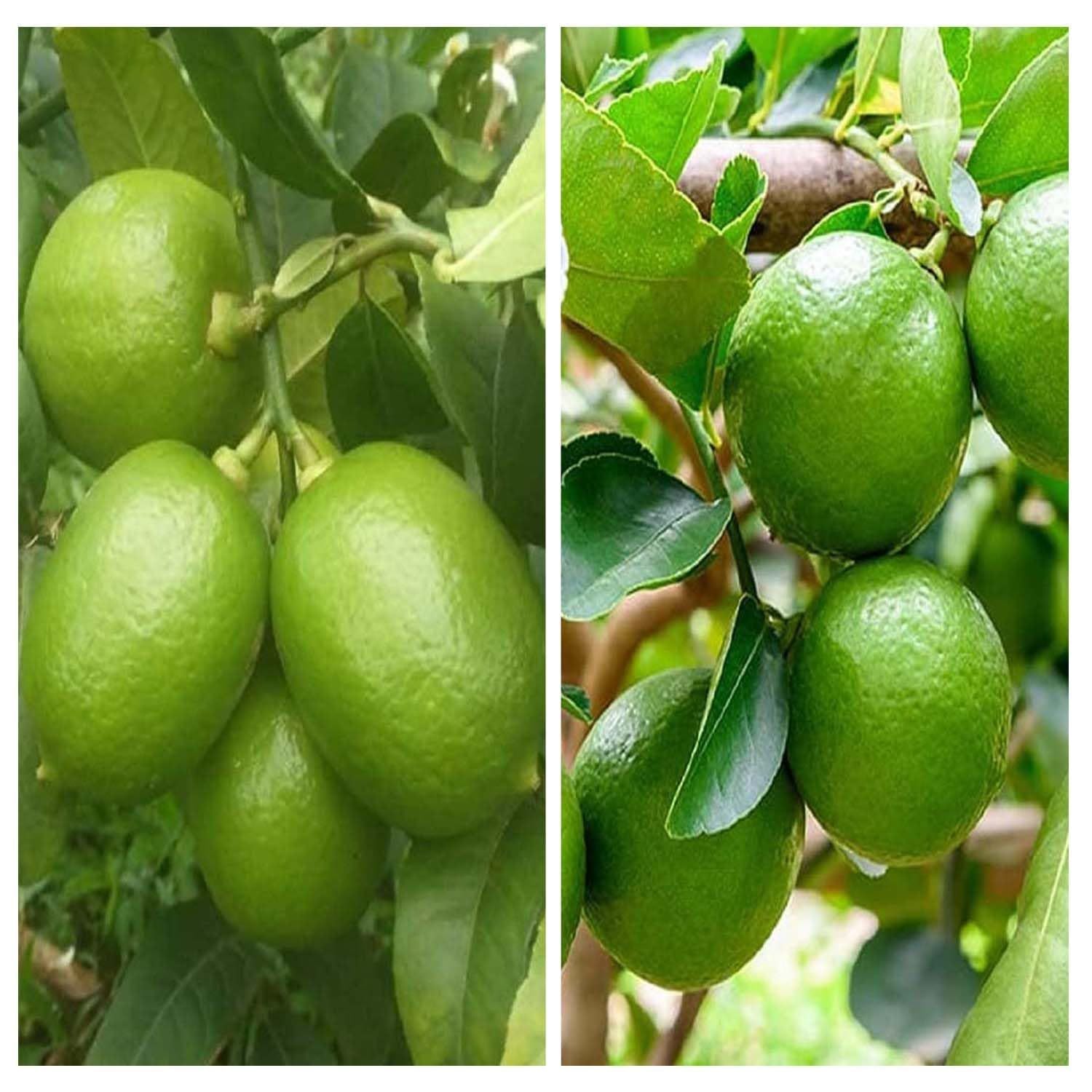 Combo Nimbu China 3 Seedless Lemon & Thai Patti Lemon Variety Fruit (Air Layering/Grafted) Plants & Tree(1-2 Feet Size) (Pack of 2) - Tapobon