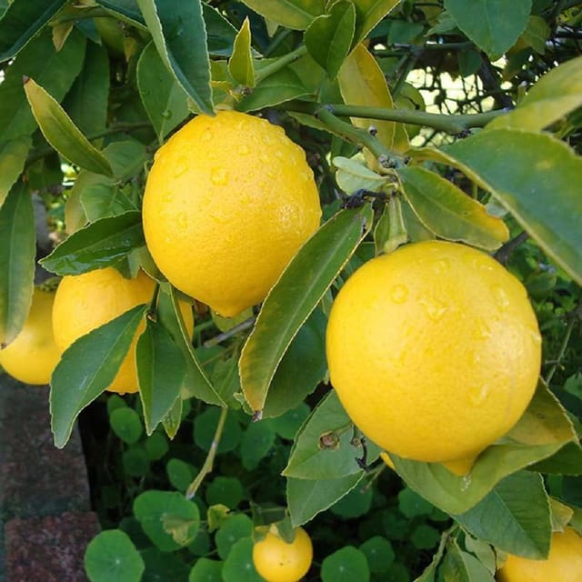 Nimbu Balaji Lemon Variety Fruit (Air Layering/Grafted) Plants & Tree(1-2 Feet Size) - Tapobon