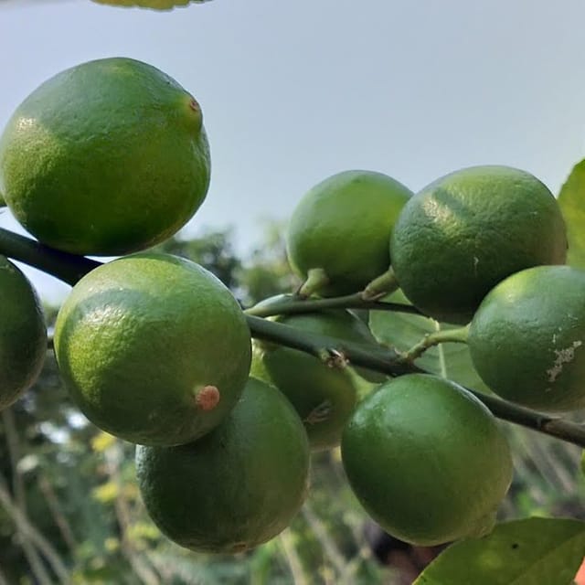 Nimbu All Time Calcutta Pati Lemon Variety Fruit (Air Layering/Grafted) Plants & Tree(1-2 Feet Size) - Tapobon
