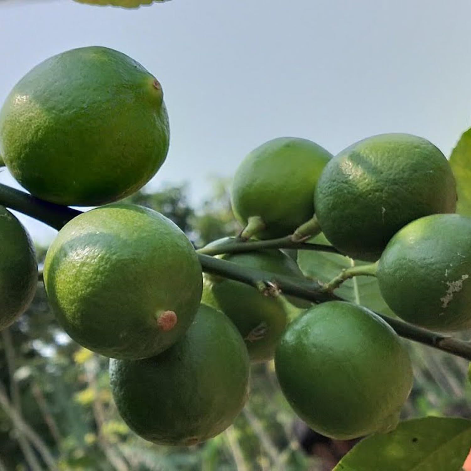Nimbu All Time Calcutta Pati Lemon Variety Fruit (Air Layering/Grafted) Plants & Tree(1-2 Feet Size) - Tapobon