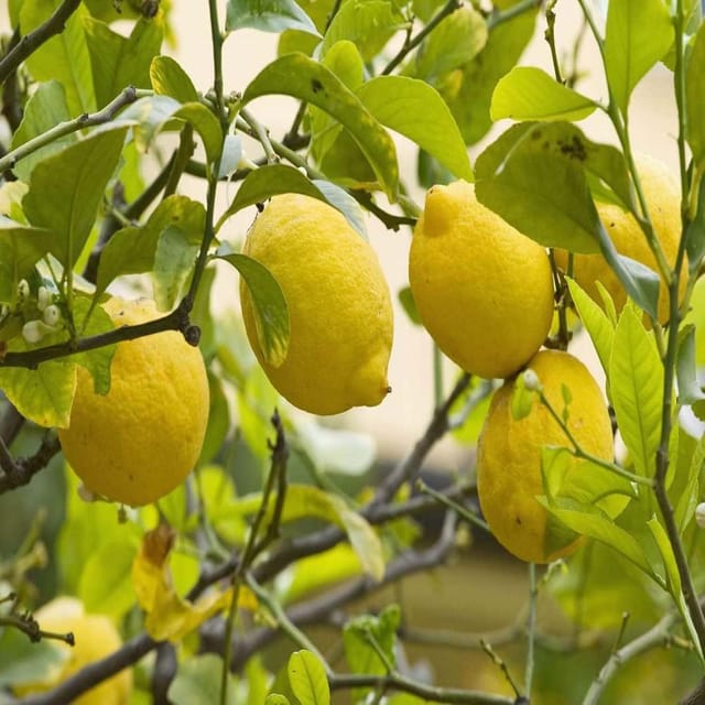Nimbu Seedless All Time Lemon Variety Fruit (Air Layering/Grafted) Plants & Tree(1-2 Feet Size) - Tapobon