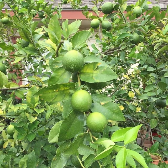 Nimbu Kagzi Lemon All Time Lemon Variety Fruit (Air Layering/Grafted) Plants & Tree(1-2 Feet Size) - Tapobon