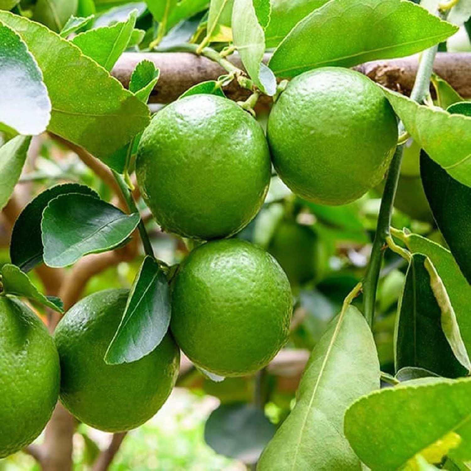 Nimbu Thai Patti Lemon Variety Fruit (Air Layering/Grafted) Plants & Tree(1-2 Feet Size) - Tapobon