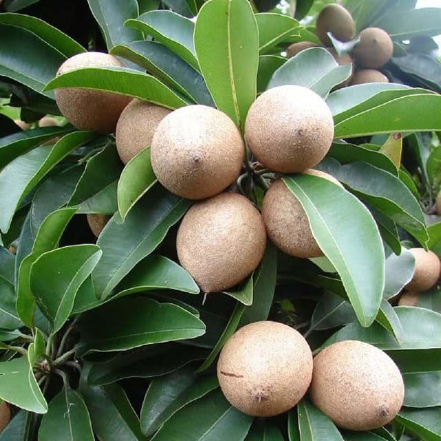 Chikoo Thai Kalapatti Sapota variety Grafted Fruit Plants & Tree(1.5-3 Feet Size) - Tapobon