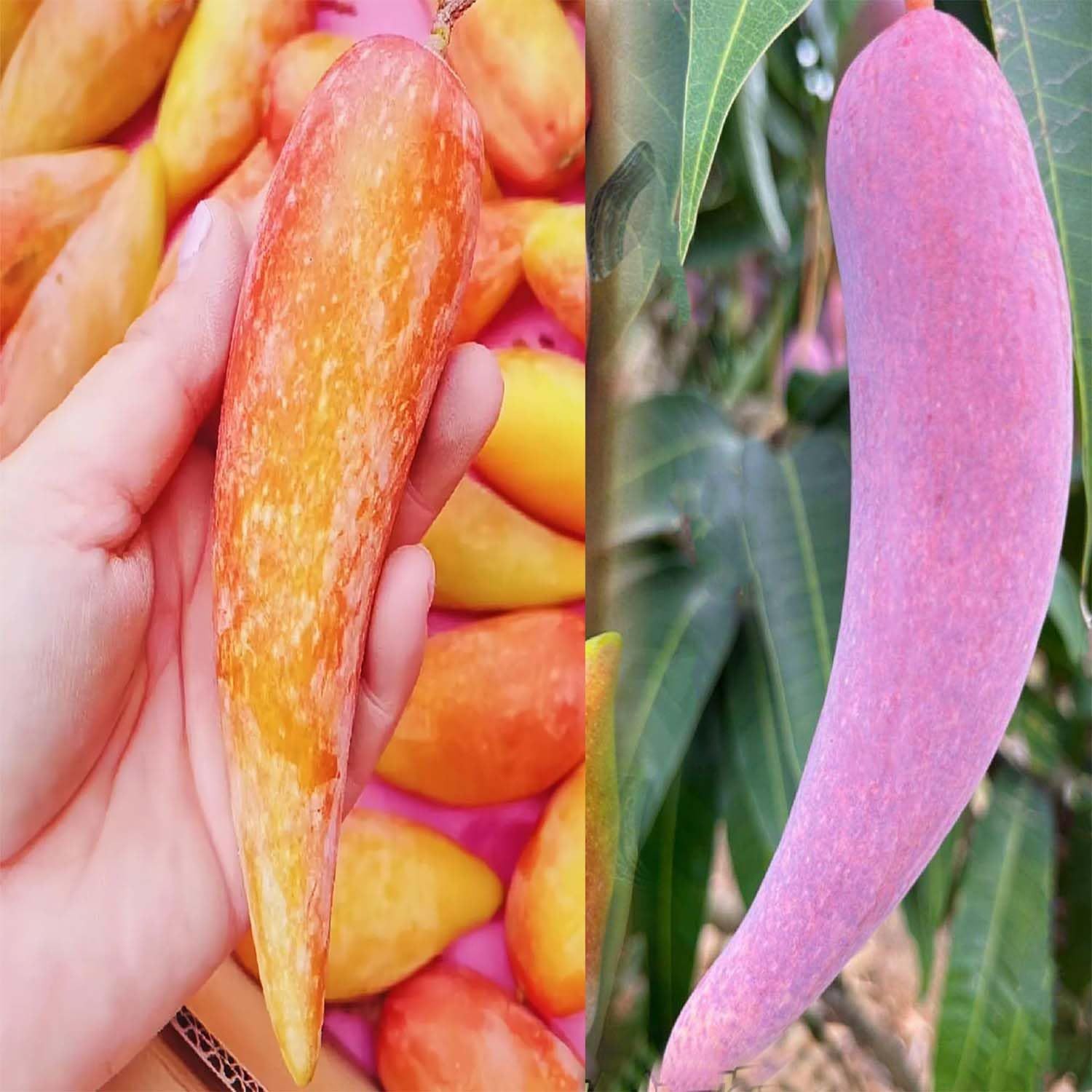 Mango Chili Lajiao Variety Grafted Aam Fruit Plants & Tree(1.5-3 Feet Size) - Tapobon