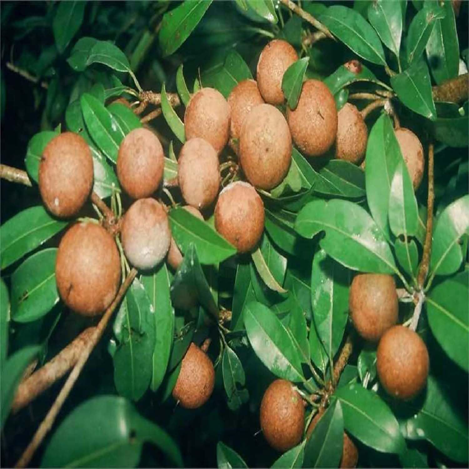Chikoo Calcutta Round Sapota variety Grafted Fruit Plants & Tree(1.5-3 Feet Size) - Tapobon