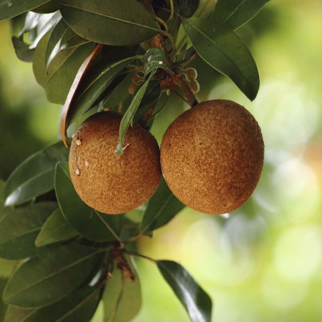 Chikoo Pala Sapota variety Grafted Fruit Plants & Tree(1.5-3 Feet Size) - Tapobon