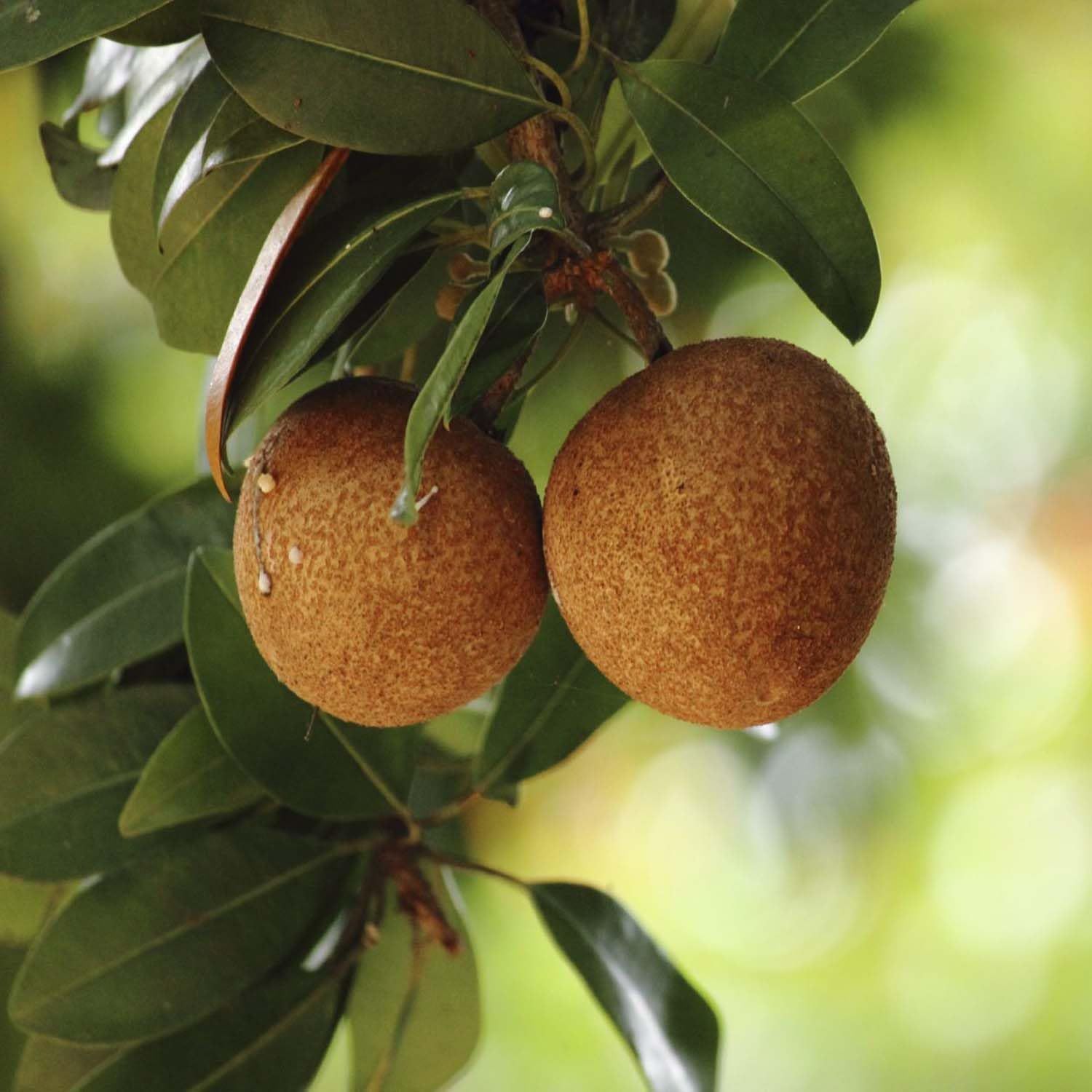 Chikoo Pala Sapota variety Grafted Fruit Plants & Tree(1.5-3 Feet Size) - Tapobon