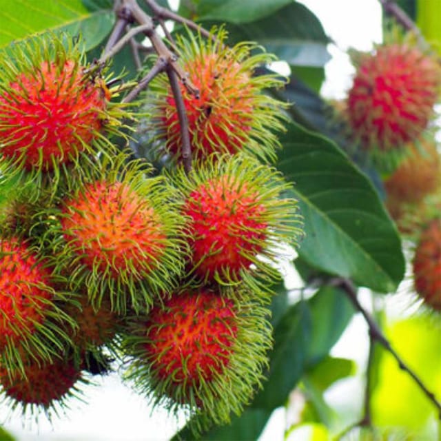 Rambutan N18 Variety Fruit Grafted Plants & Tree(1.5-3 Feet Size) - Tapobon