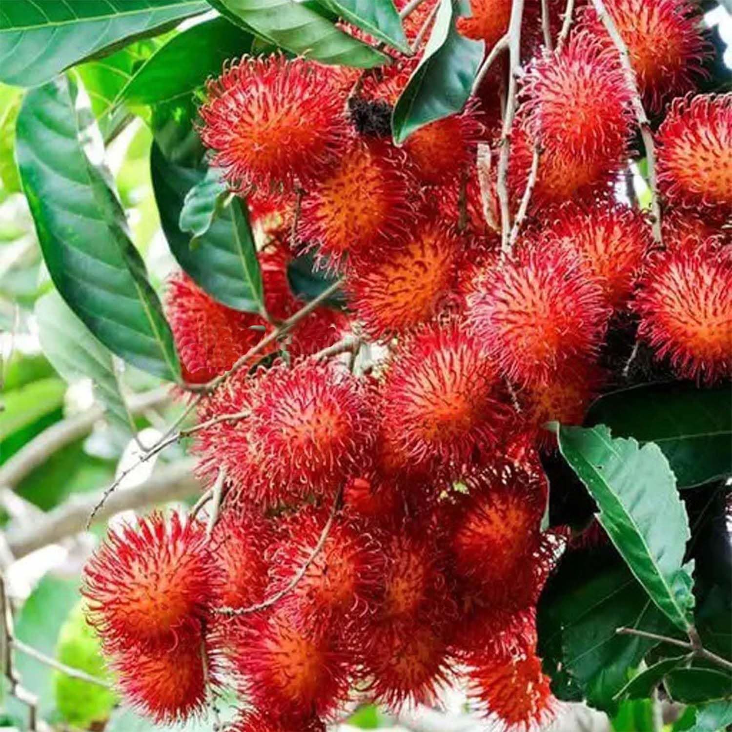 Rambutan KG10 Variety Fruit Grafted Plants & Tree(1.5-3 Feet Size) - Tapobon