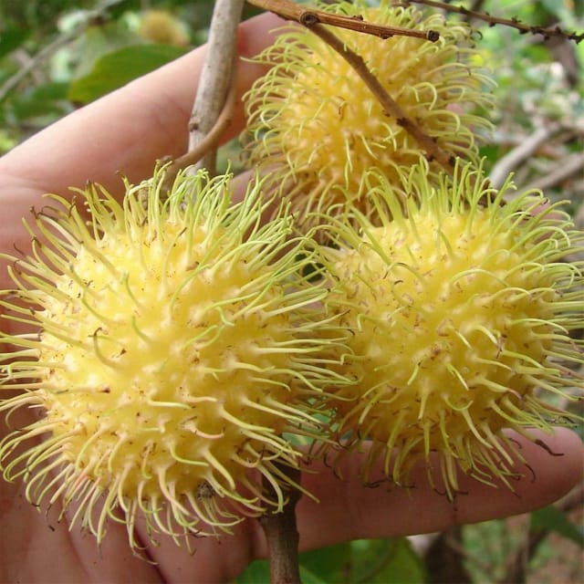 Rambutan E35 Variety Fruit Grafted Plants & Tree(1.5-3 Feet Size) - Tapobon Rambutan E35 Variety Fruit Grafted Plants & Tree(1.5-3 Feet Size) - Tapobon