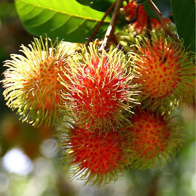 Rambutan Schoolboy Variety Fruit Grafted Plants & Tree(1.5-3 Feet Size) - Tapobon