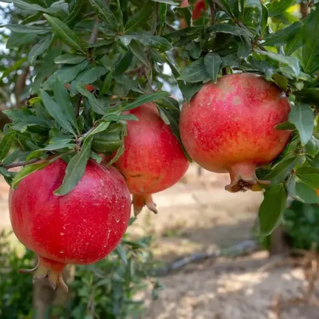 Pomegranate Madhura Variety Anar Fruit (Air Layering/Grafted) Plants & Tree(1.5-3 Feet Size) - Tapobon