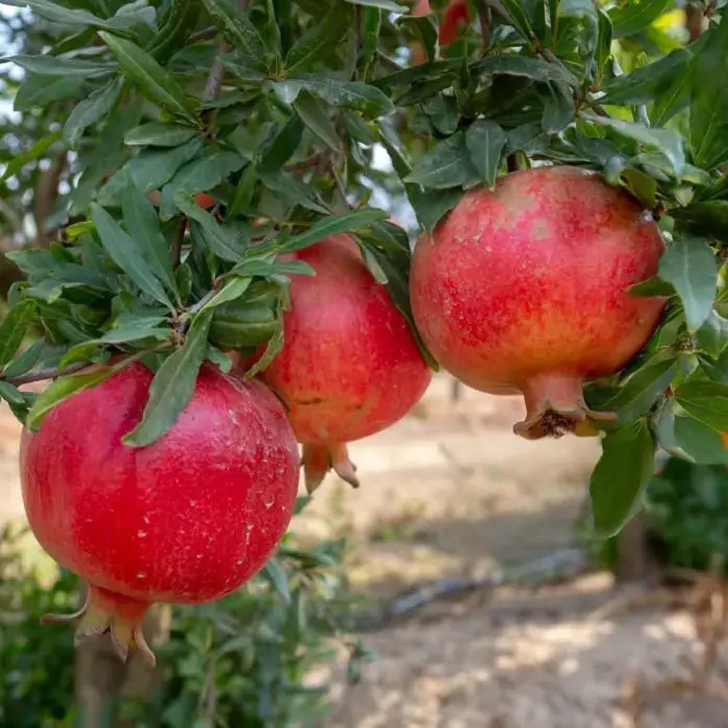 Pomegranate Madhura Variety Anar Fruit (Air Layering/Grafted) Plants & Tree(1.5-3 Feet Size) - Tapobon