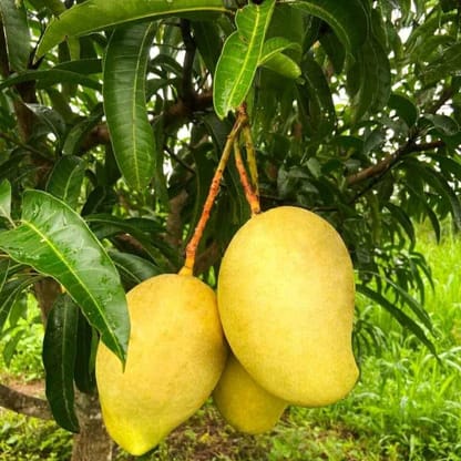 TJC Mango Plant - Naturemart