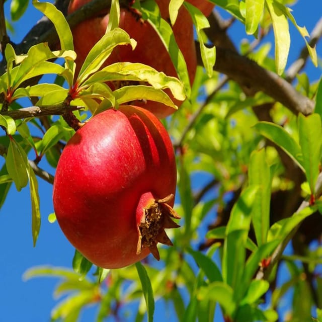 Pomegranate Ruby Hybrid Variety Anar Fruit (Air Layering/Grafted) Plants & Tree(1.5-3 Feet Size) - Tapobon
